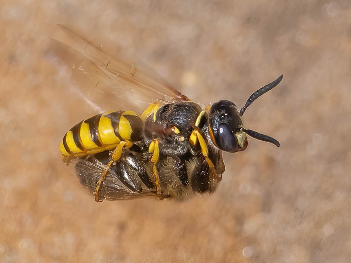 Philanthus triangulum with Honey Bee.jpg